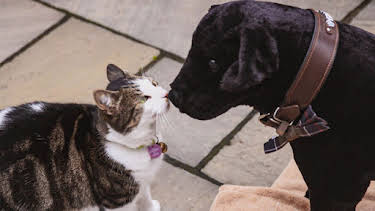 10:00 AM: Cats and Dogs at War (S1 E4) (S1) | 5 Star | 1/9 2026