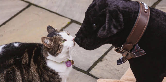 9:00 AM: Cats and Dogs at War (S1 E4) (S1) | 5 Star | 1/9 2026