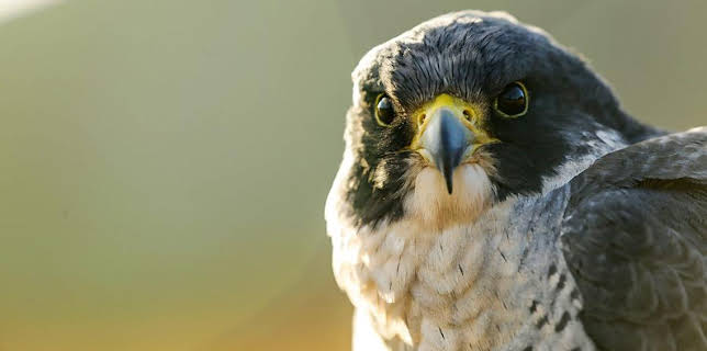 4:15 PM: Natural World | BBC Two | 11/6 2025