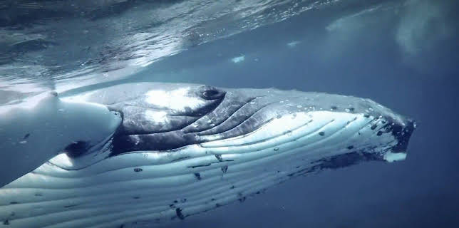 13:45: Jeremy Wade: Geheimnisse der Tiefe | Kabel Eins Doku | 12/7 2025