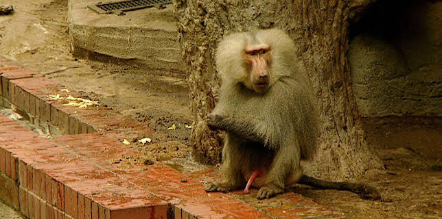 10:35: Elefant, Tiger & Co. (309) | MDR Fernsehen | 2/2 2026