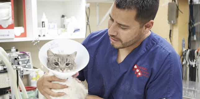 18:00: Dyrlegen i Rocky Mountain (S1 E7) (S1) | Animal Planet | 12/9 2025