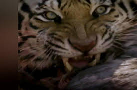 Animal Face Off: Season 1: Lion vs. Tiger