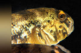 Great Lakes Wild: The Goby Effect