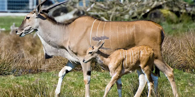 17:10: Seehund, Puma & Co. | Radio Bremen | 3/10 2026