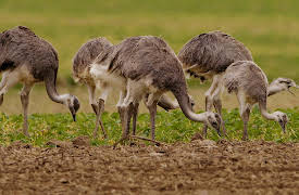 They Came to Stay - Our Alien Animal Neighbours: Rheas