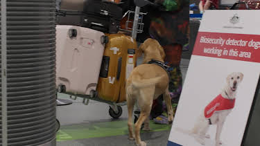 16:00: Grensevakten (S16 E9) (S16) | MAX | 4/2 2026