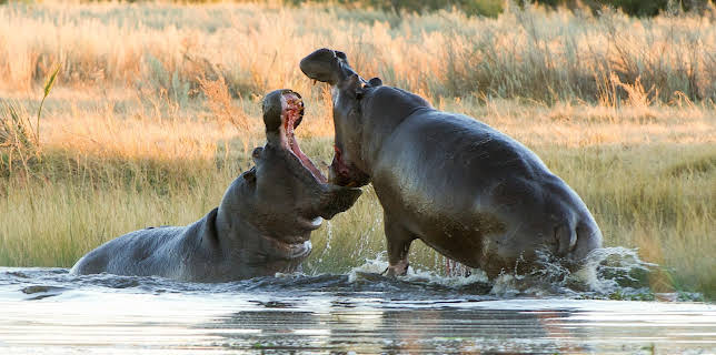 16:30: Zauber der Jahreszeiten - Okavango | 3SAT | 2/1 2026