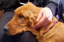 Dr. Jeff Rocky Mountain Vet Season 1: Mile-High Mutt