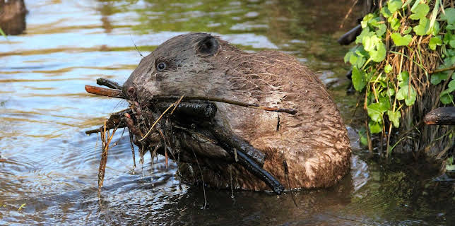 21:00: Wald der Biber und Kraniche - Die Dübener Heide | MDR Fernsehen | 3/17 2026