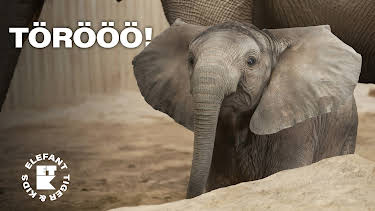 18:50: Elefant, Tiger & Kids: Zoo-Praktikum backstage | MDR Fernsehen | 3/29 2026