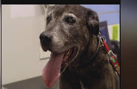 Crocodile Hunter Diaries: Final Entry