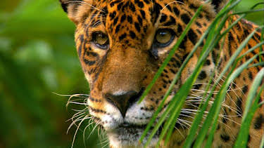 11:05: Abenteuer Wildnis | BR Fernsehen | 9/21 2026