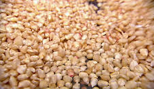 Die Maispflanze zwischen Hunger und Profit