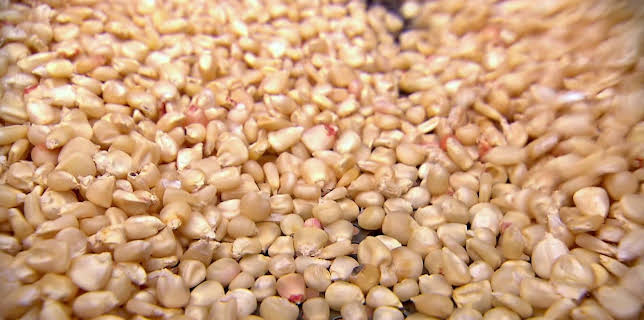 05:30: Die Maispflanze zwischen Hunger und Profit | SWR Fernsehen BW | 11/6 2025