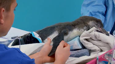 4:00 PM: The Supervet: Noel Fitzpatrick (S4 E20) (S4) | W | 7/17 2026