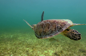 Mexico Life: Episode 15