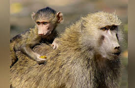 Land Of Primates: Africa's Baboons