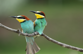 Djurens otroliga färder: Frekventa flygare