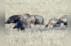 Rawhide: Oh, So Close