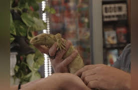 Scaled Season 1: Monkey-Tailed Skink Adventure