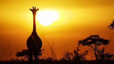 3:30 PM: Serengeti (S2) | BBC Two | 8/19 2026