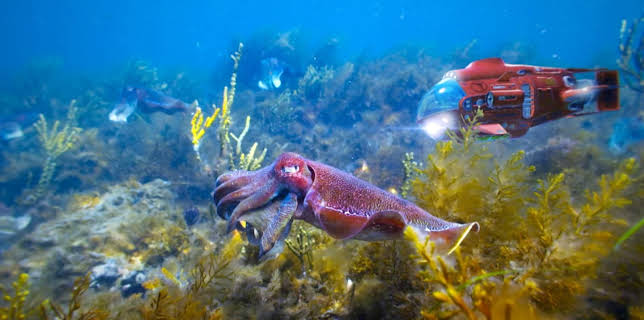 10:35: Andys ville vasseventyr: Andy og tangsjø-draken | NRK Super | 11/21 2025