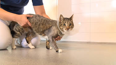 00:00: Veterinärerna | TV4 Fakta | 8/9 2025