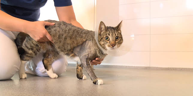 23:00: Veterinärerna | TV4 Fakta | 8/8 2025