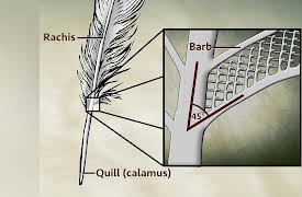 The National Geographic Guide to Birding in North America: Basic Bird Anatomy
