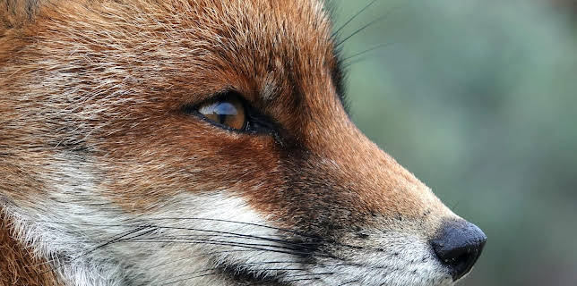 04:55: Abenteuer Wildnis | BR Fernsehen | 3/5 2026