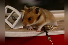 Once Upon A Hamster Season 1: The Monster