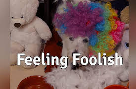 Dog Years: Feeling Foolish