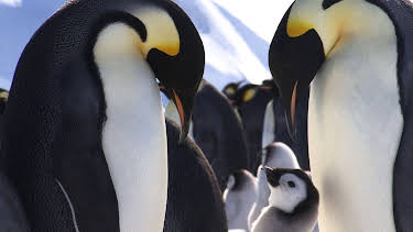 15:15: Tierische Superhelden (3/6) | 3SAT | 10/9 2026