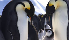 Tierische Superhelden (3/6)