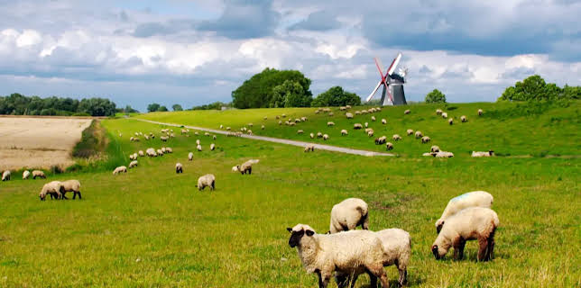 03:40: Die Nordreportage: Vom Schaf zum Pulli - Der Weg der Wolle | Radio Bremen | 2/23 2026