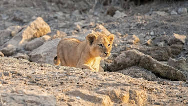 20:55: Die Löwinnen-Dynastie | Arte | 4/16 2026