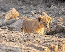 Die Löwinnen-Dynastie