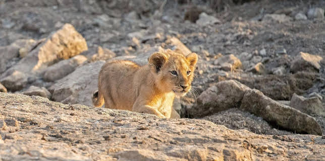 18:35: Die Löwinnen-Dynastie | Arte | 1/19 2026
