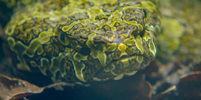 12:40 PM: Go Wild (S2) | Cbeebies | 3/26 2026