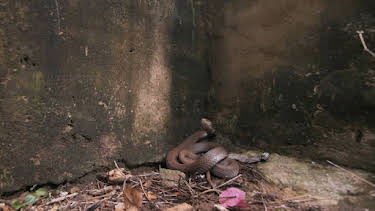 12:00 AM: Snakes In The City | Nat Geo Wild | 3/29 2026