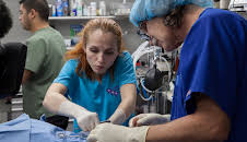 Dyrlegen i Rocky Mountain (S4 E16)