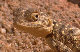 Animal Strategies: First Years