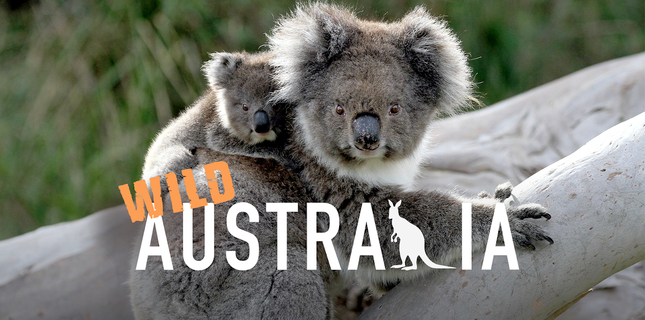 Wild Australia