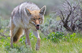 I Was Prey: Episode 9