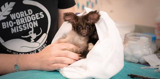 06:00: Crikey! It's the Irwins (S3 E11) (S3) | Animal Planet | 11/27 2025