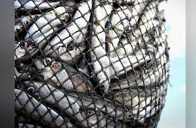 Ancient Civilizations of North America: The Archaic Period: Diversity Begins