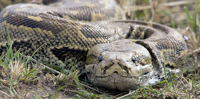 20:15: Afrikas Schlangen - Giftig und gefährlich | Arte | 2/26 2026