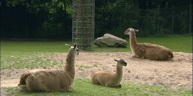 11:15: Giraffe, Erdmännchen & Co. | RBB Fernsehen | 2/4 2026