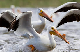 Rivers of Life: Season 1: The Mississippi